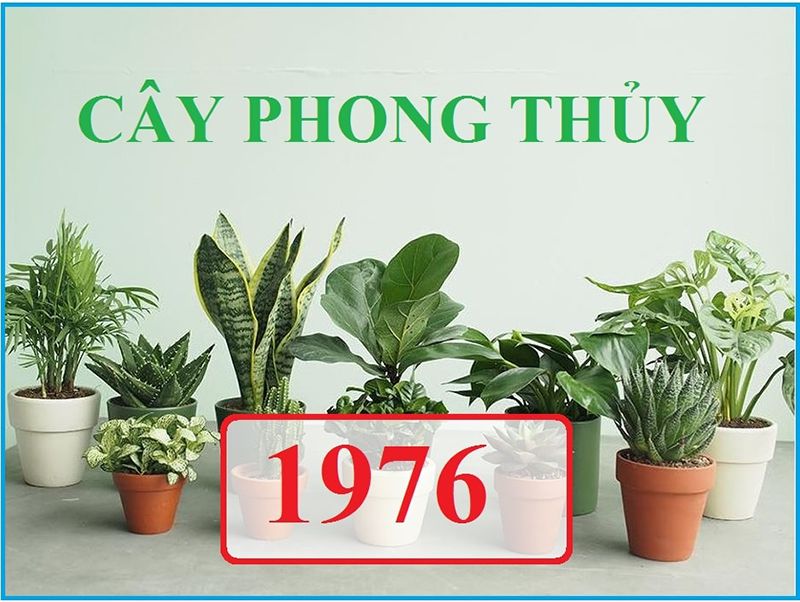 Tuổi bính thìn hợp với cây xanh nào Tuổi bính thìn hợp với cây xanh nào
