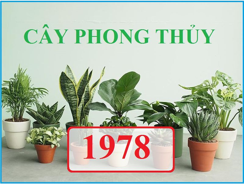 Đặt cây gì trong nhà hợp với người tuổi Mậu Ngọ Đặt cây gì trong nhà hợp với người tuổi Mậu Ngọ