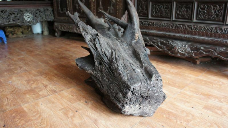 Loại gỗ mun sừng quý hiếm Loại gỗ mun sừng quý hiếm