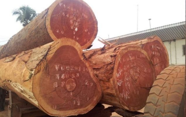 Đặc điểm gỗ xoan đào