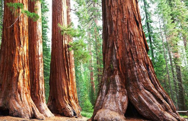 Sàn gỗ Gõ Đỏ - Đặc điểm, ưu nhược điểm và báo giá tại Sàn Gỗ Toàn Thắng 1 sàn gỗ đỏ