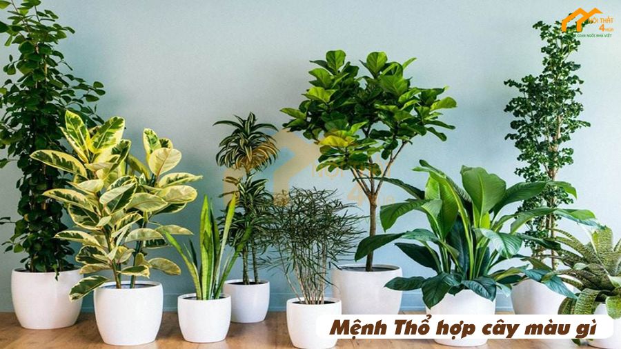 Mệnh Thổ hợp cây màu gì